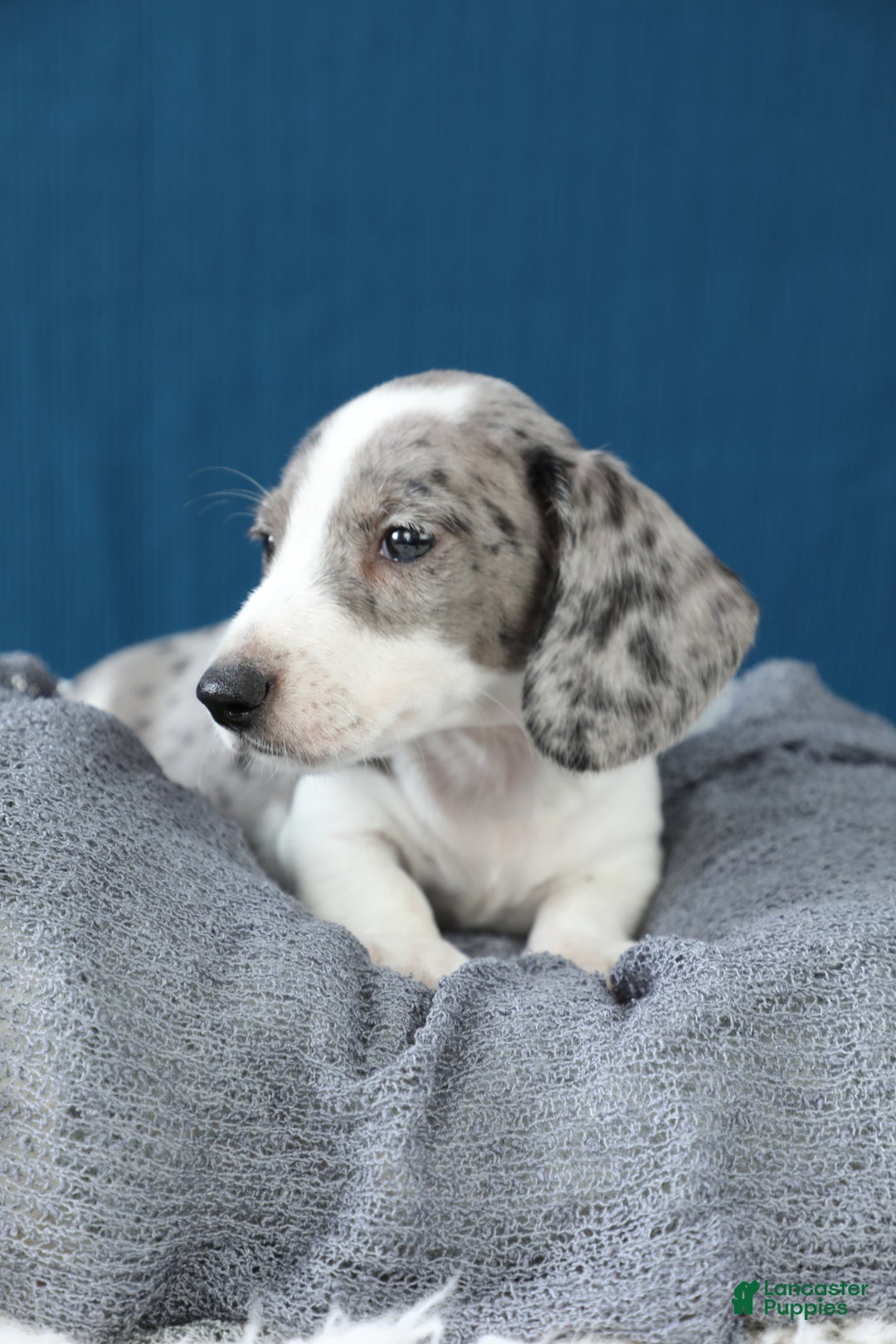 Miniature Dachshund dogs for sale: Domino - Ad 2