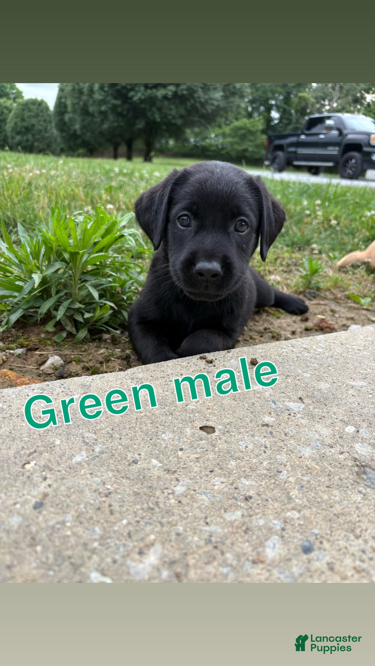 Labrador Retriever dogs Labrador Retriever 1 - Ad 30