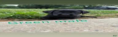 Labrador Retriever 1