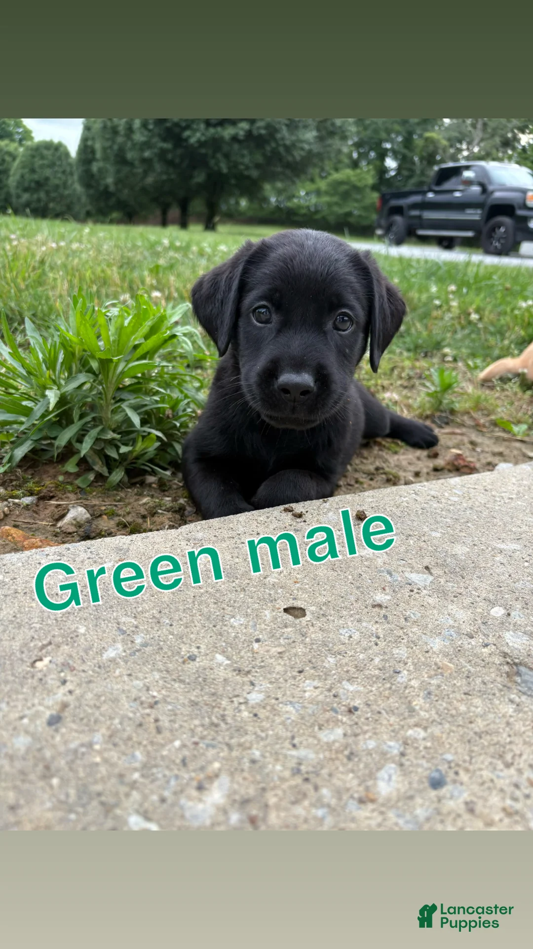 Labrador Retriever dogs for sale: Labrador Retriever 1 - Ad 1