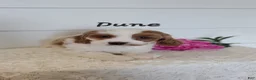 Cavapoo dogs for sale: Dune - Ad 2