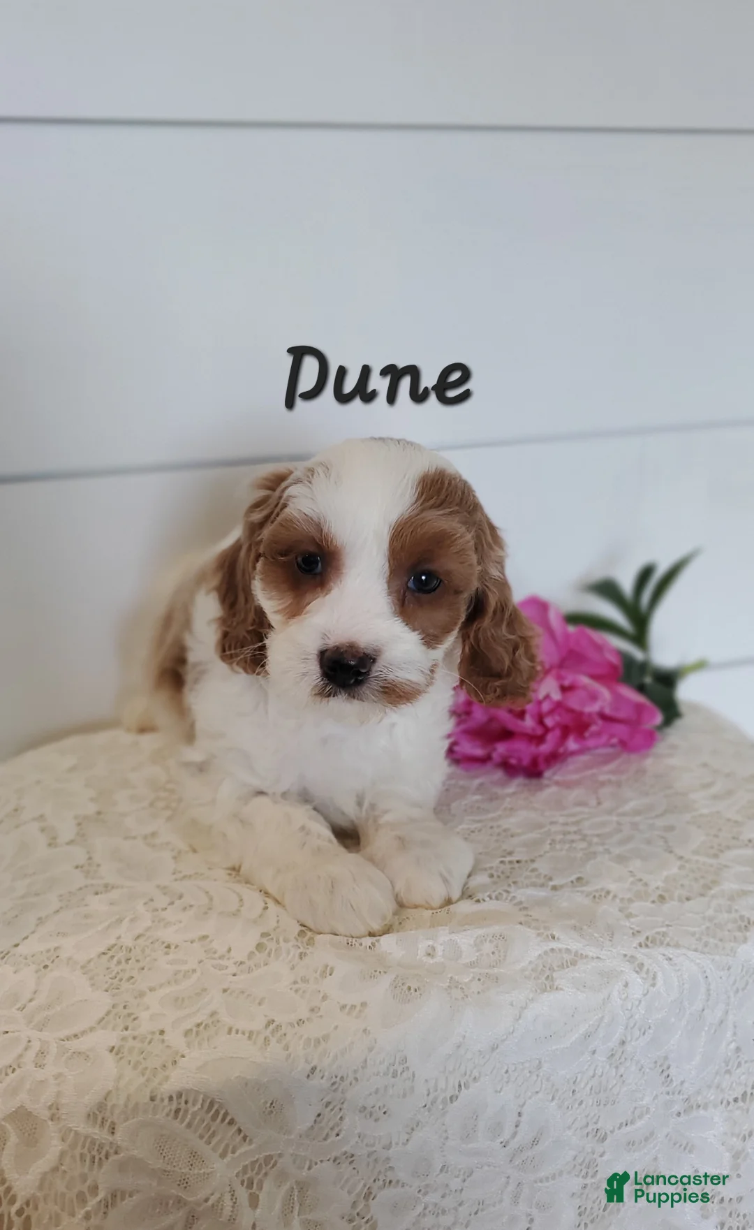 Cavapoo dogs for sale: Dune - Ad 2