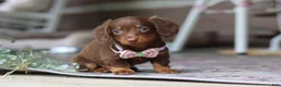 Miniature Dachshund dogs for sale: Landry - Ad 5