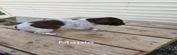 German Shorthaired Pointer dogs for sale: Maple  - Ad 4
