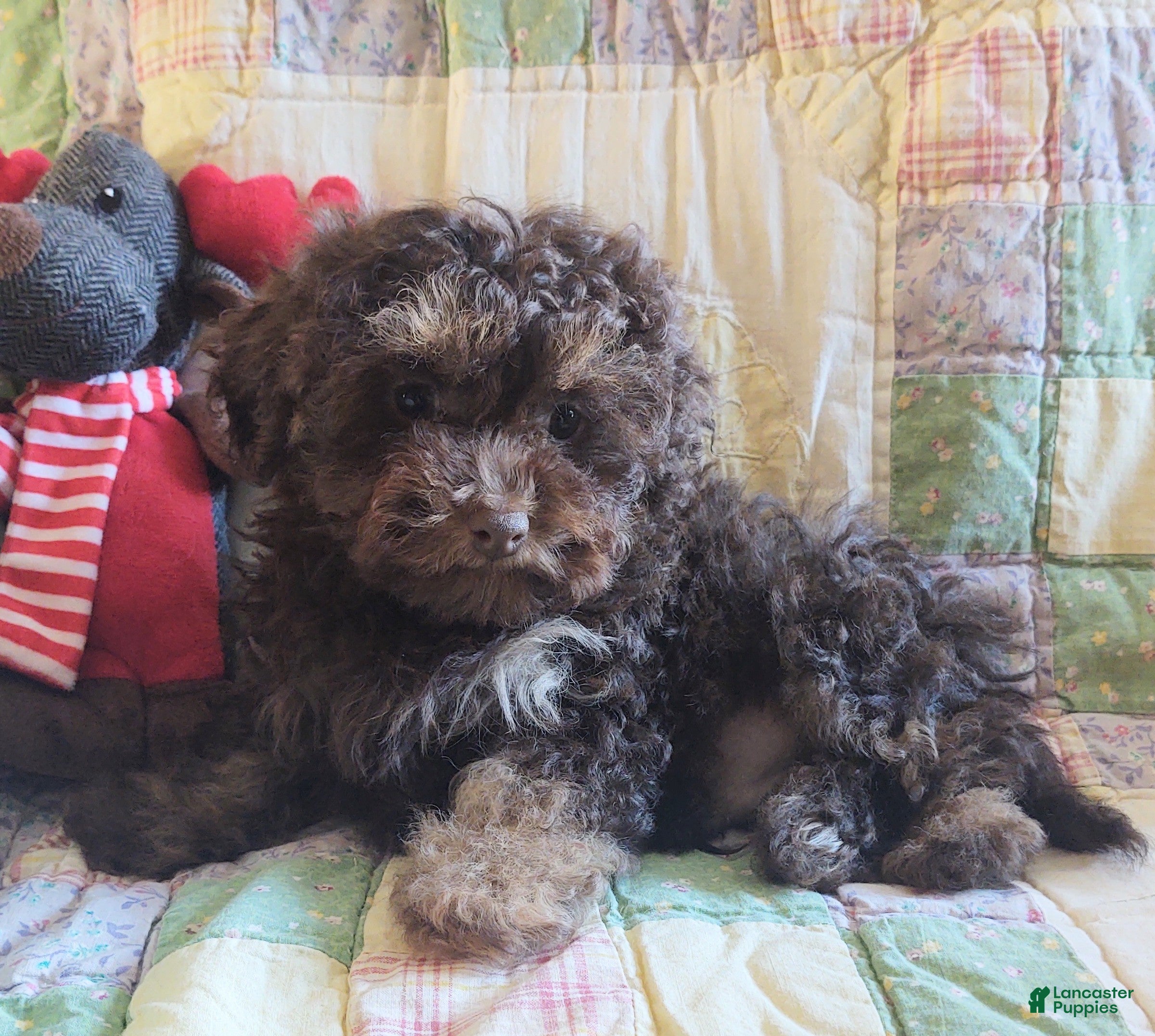 Maltipoo dogs Chocolate Joedirt  - Ad 8