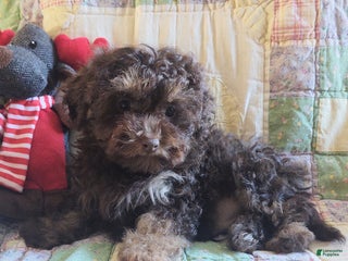 Maltipoo dogs Chocolate Joedirt - Ad 12