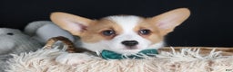 Welsh Corgi Pembroke dogs for sale: Hunter - Ad 26