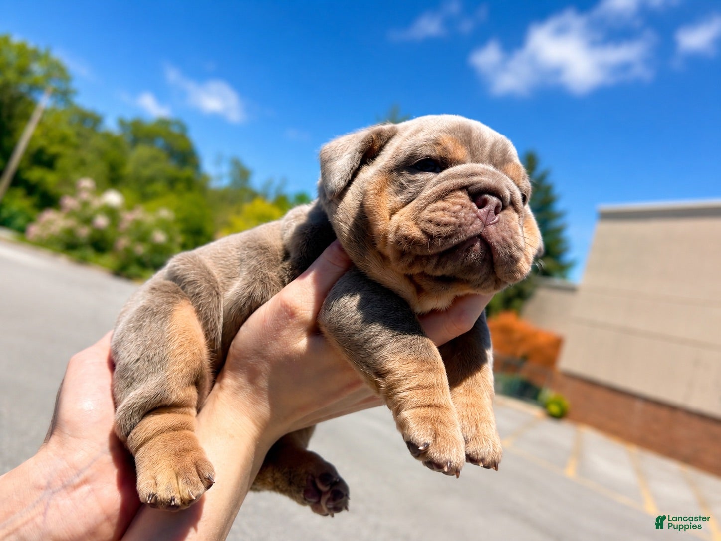 English Bulldog dogs English Bulldog 1 - Ad 2