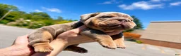 English Bulldog dogs for sale: English Bulldog 1 - Ad 2