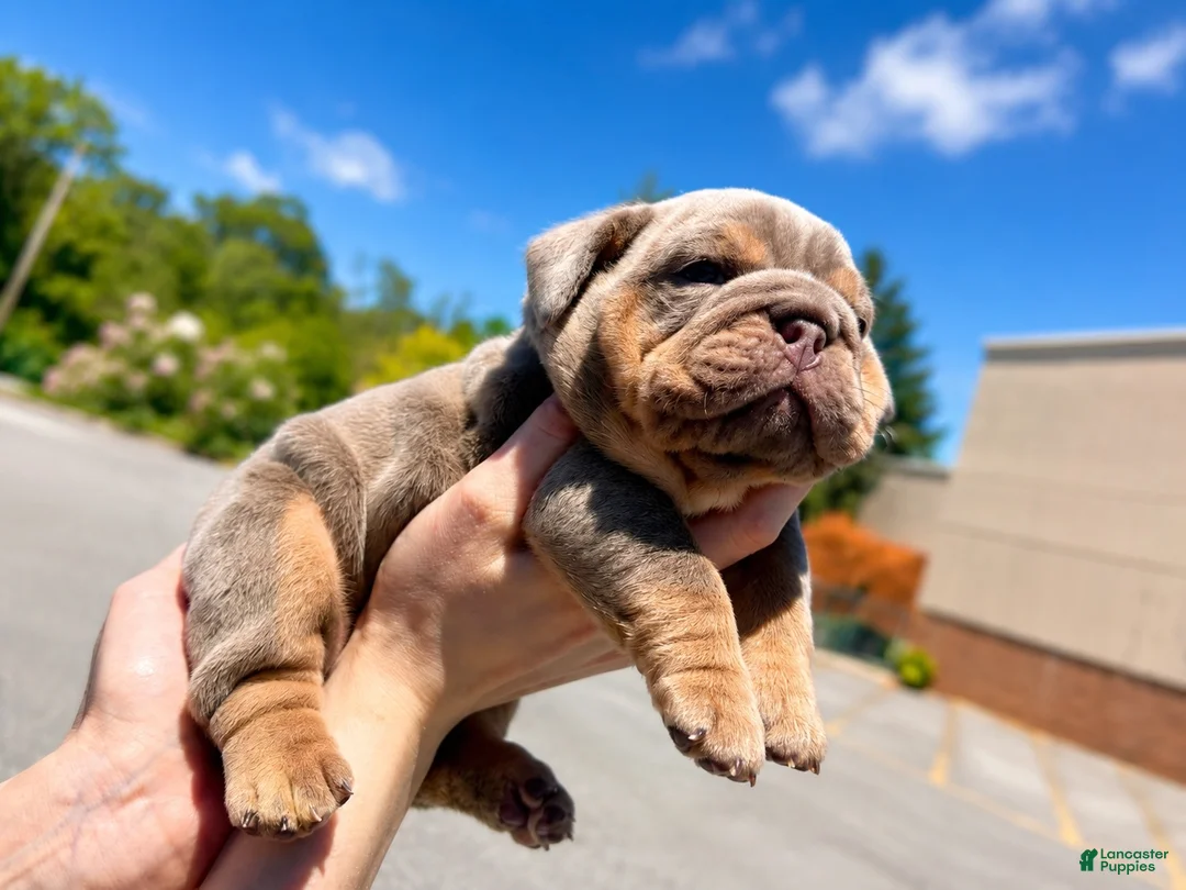 English Bulldog dogs for sale: English Bulldog 1 - Ad 2