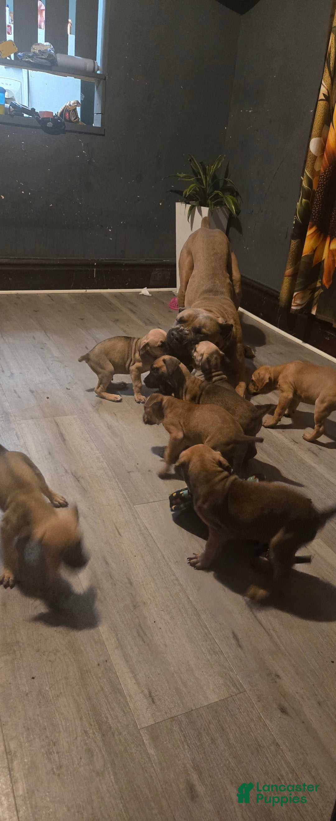 Cane Corso dogs for sale: Cane Corso Puppy 2 - Ad 4