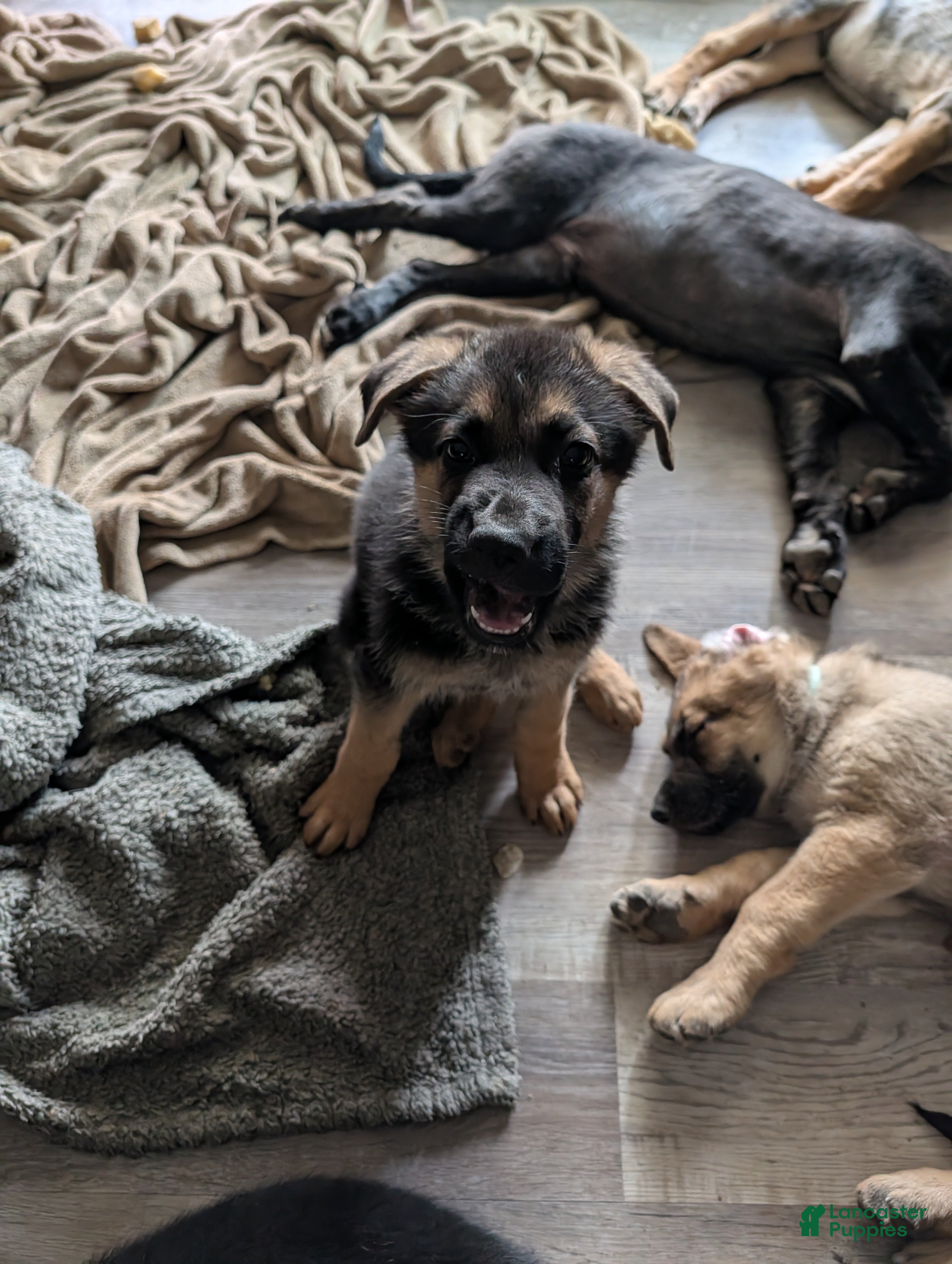 German Shepherd dogs Princess  - Ad 18