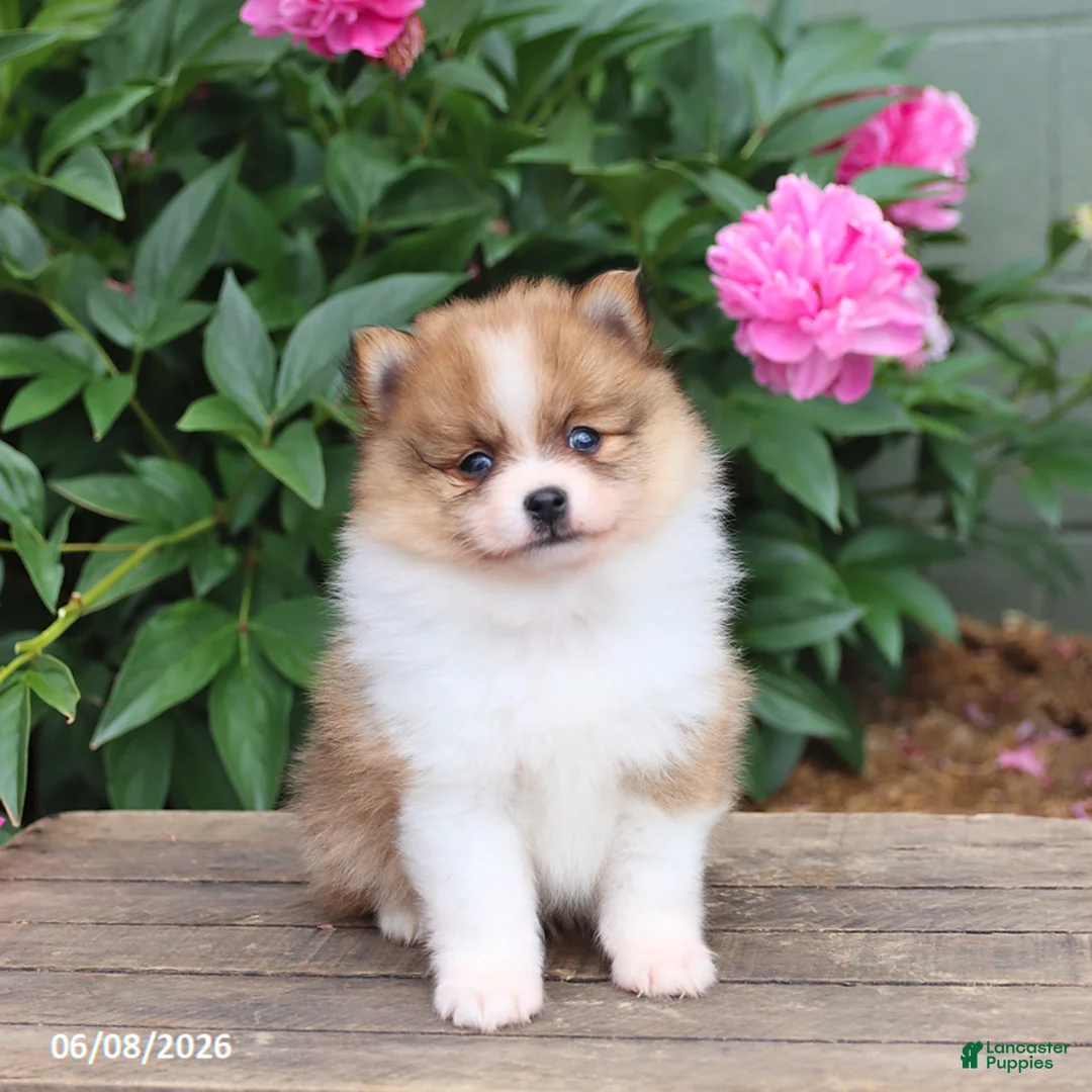 Pomeranian dogs for sale: Kodiak - Ad 1