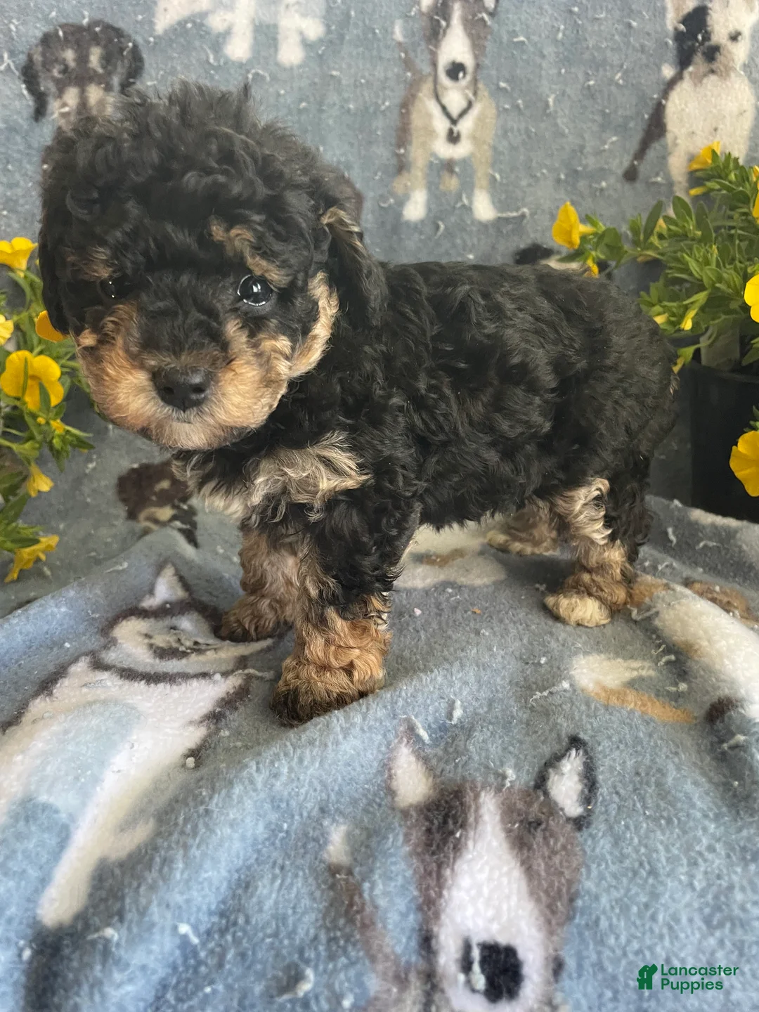 Toy Poodle dogs for sale: Mona - Ad 4
