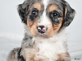 Bernedoodle dogs - Ad 7