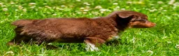 Miniature Australian Shepherd dogs for sale: Freddy - Ad 11