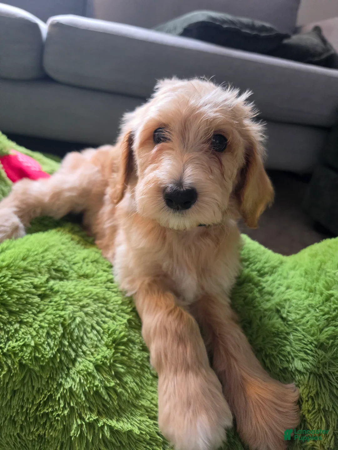 Labradoodle dogs for sale: Golden - Blue collar - Ad 1