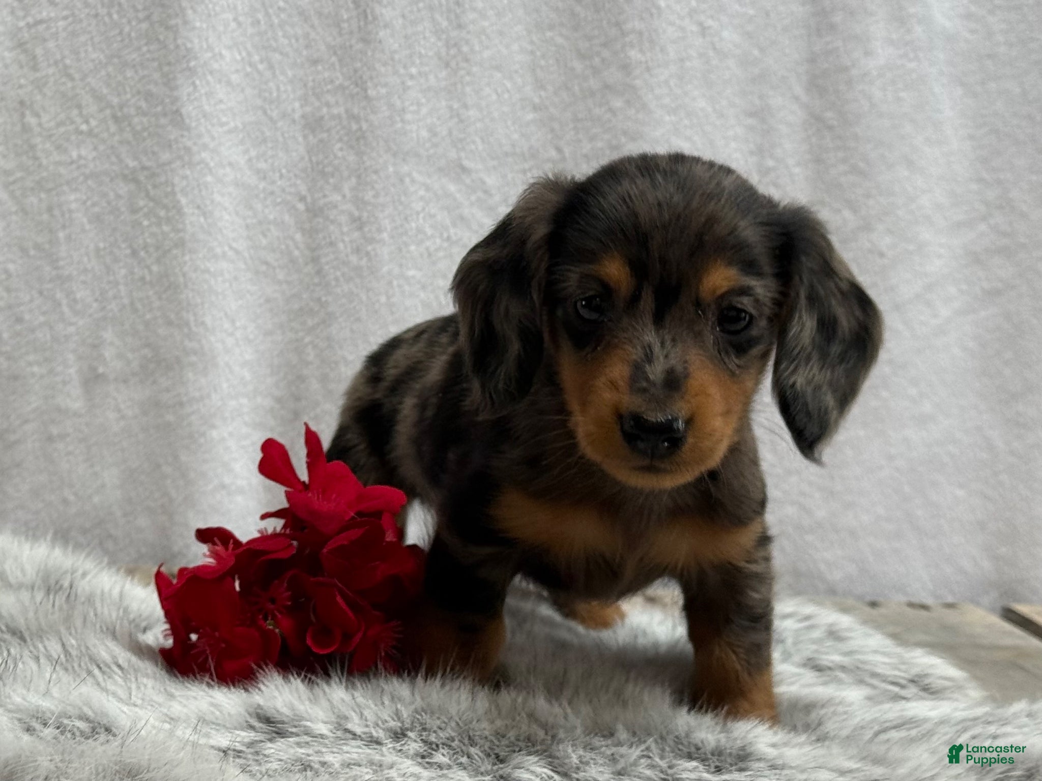 Miniature Dachshund dogs Milo - Ad 1