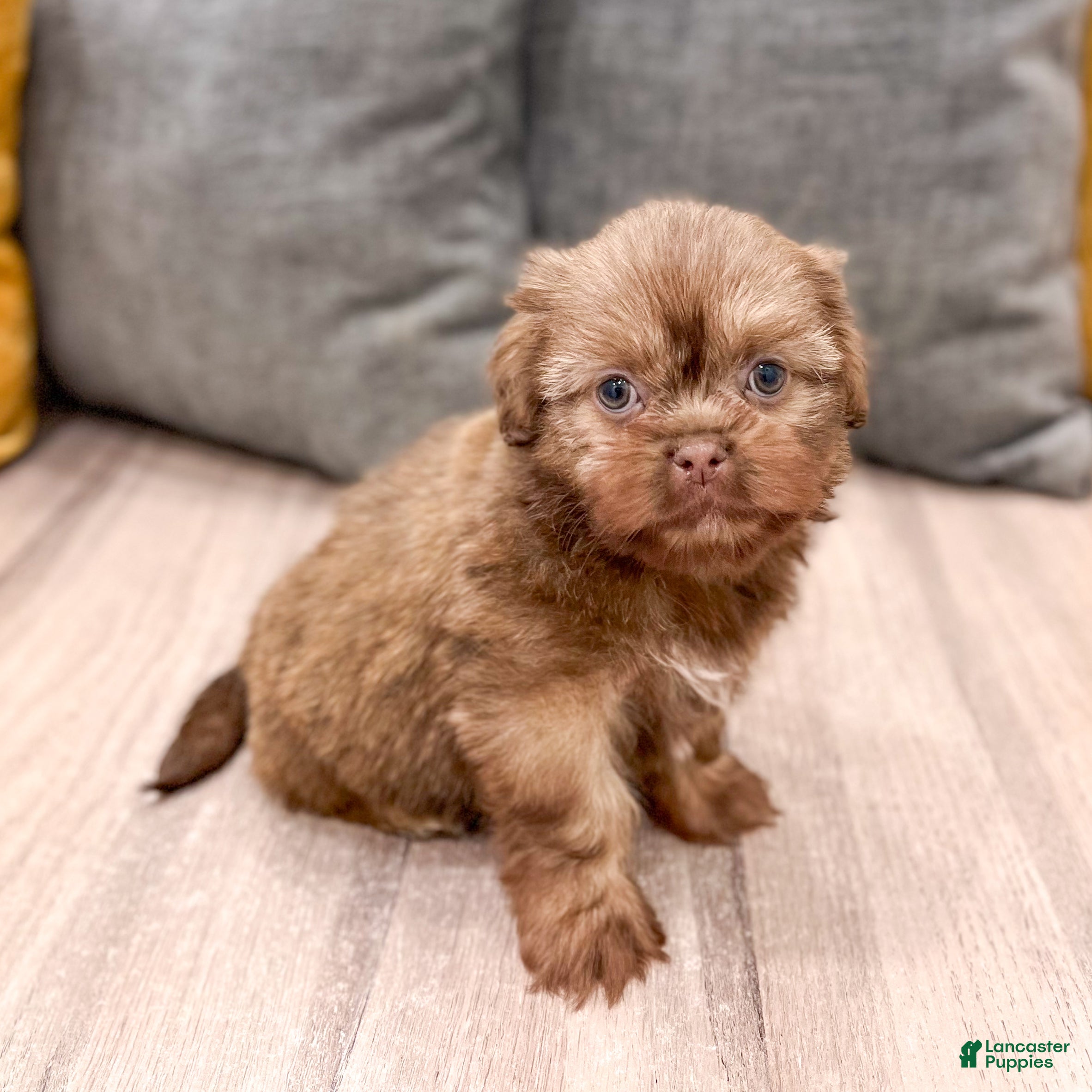 Shih Tzu dogs Harper - Ad 1