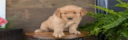 Golden Retriever dogs for sale: Benson - Ad 3