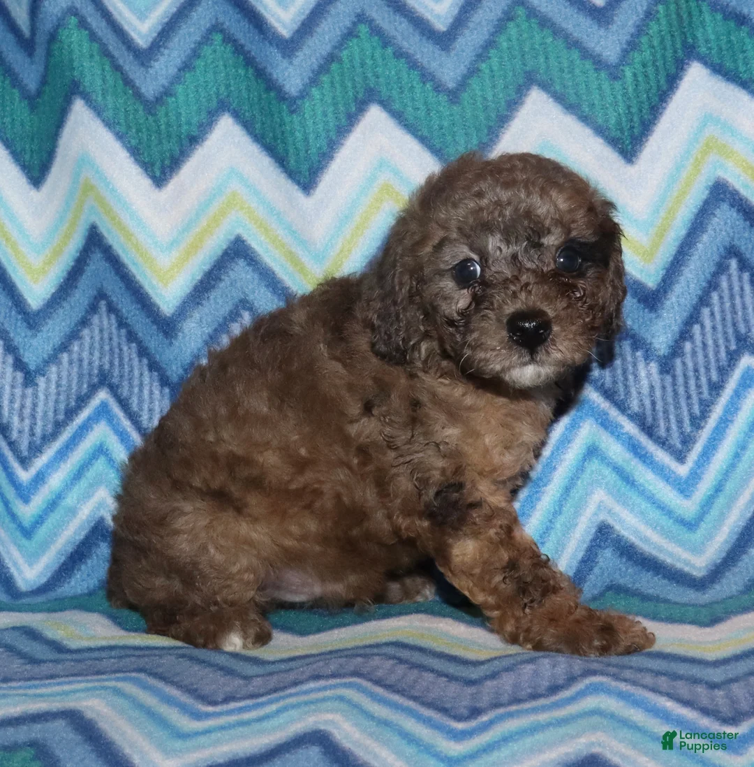 Miniature Poodle dogs for sale: Harlee’s brown Merle male - Ad 2