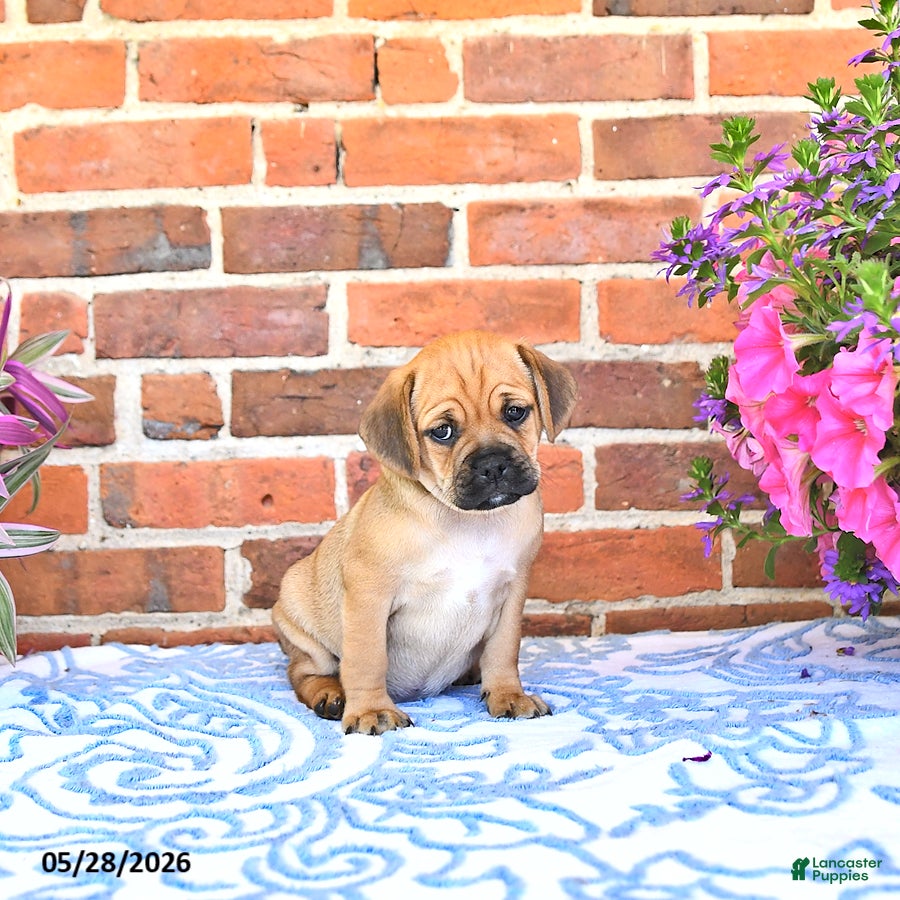 Puggle dogs Rania - Ad 2