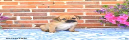 Puggle dogs for sale: Rania - Ad 2
