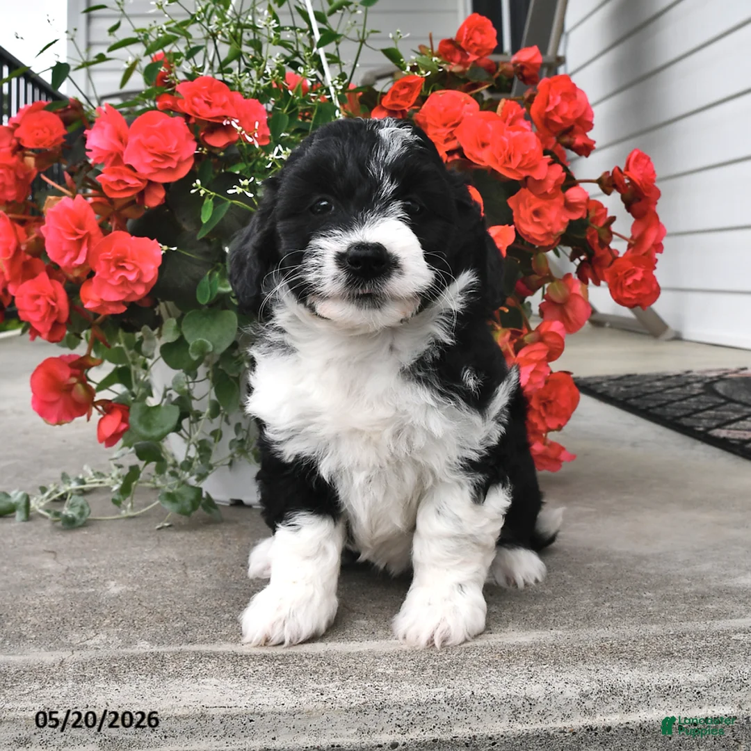 Mini Aussiedoodle dogs for sale: Tonya - Ad 2