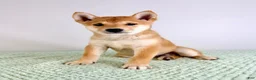 Shiba Inu dogs for sale: AKC Cricket - Ad 2