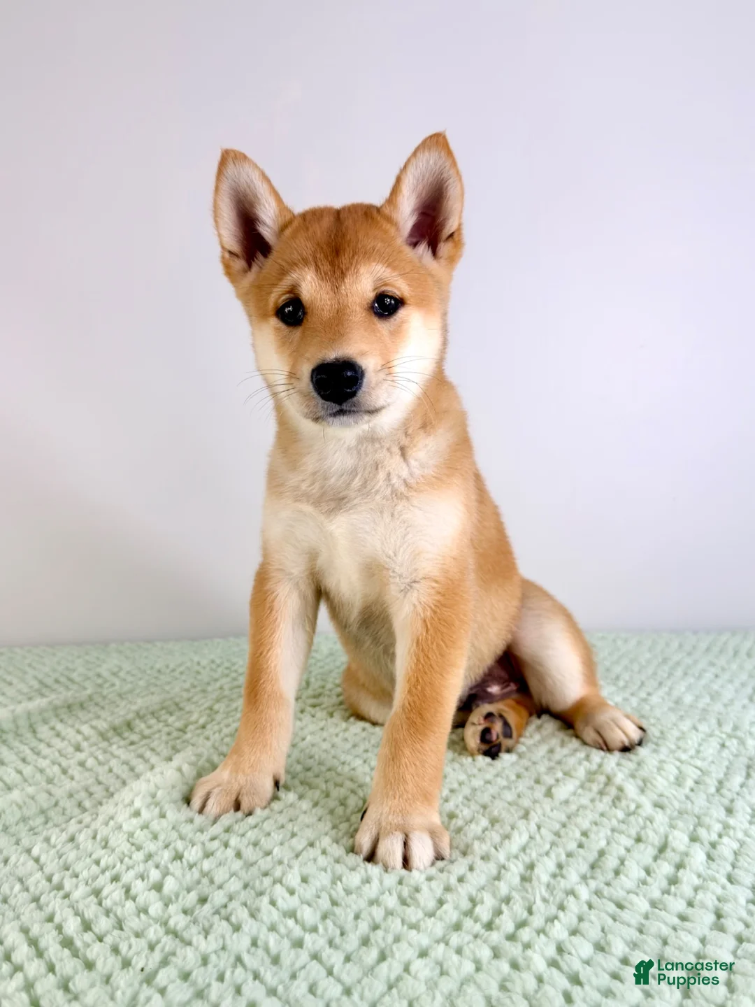Shiba Inu dogs for sale: AKC Cricket - Ad 2