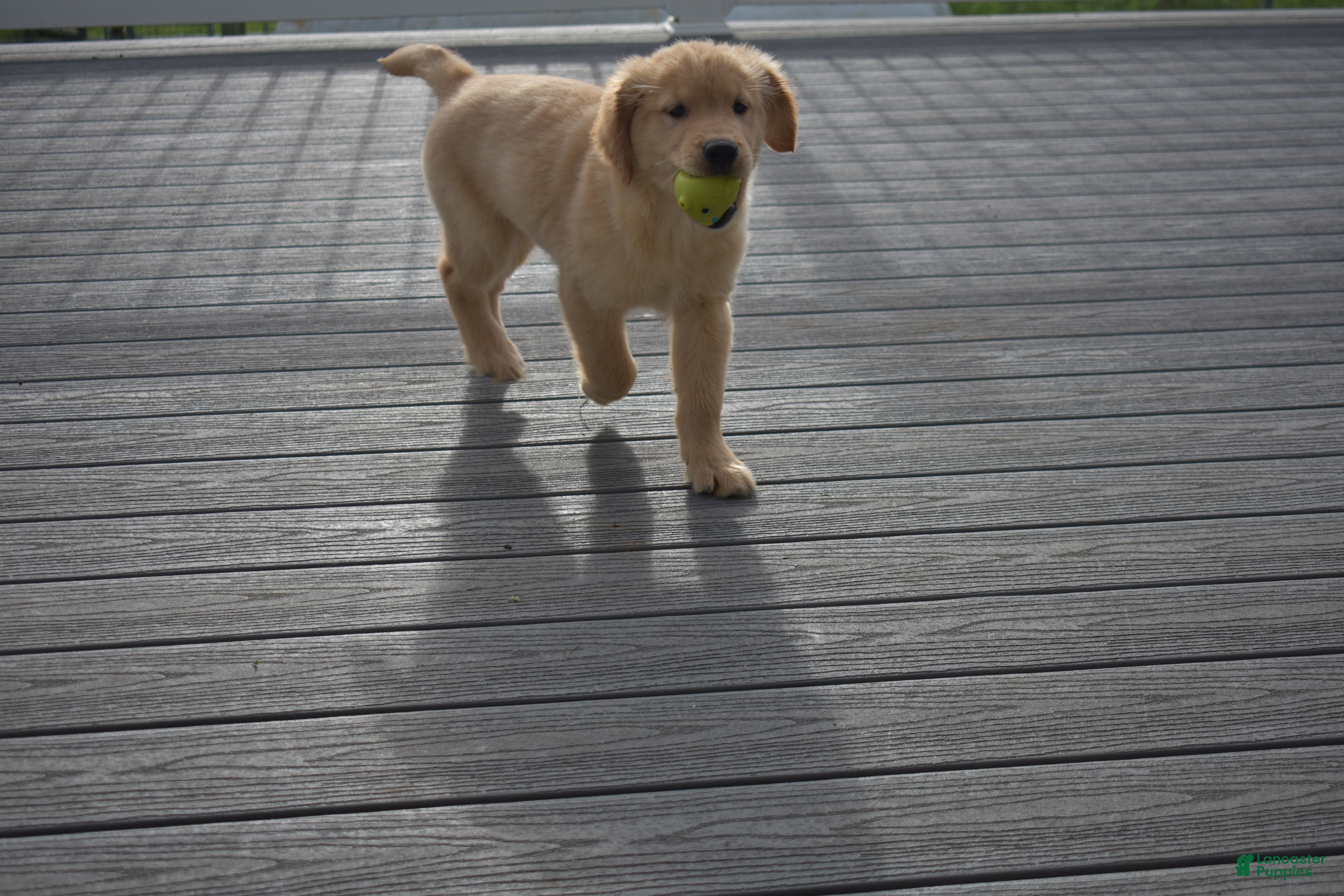 Golden Retriever dogs Noah - Ad 2