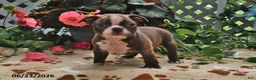 Boston Terrier dogs for sale: Leo - Ad 4