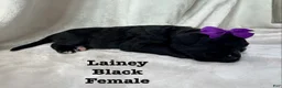 Bernedoodle dogs for sale: Lainey - Ad 6