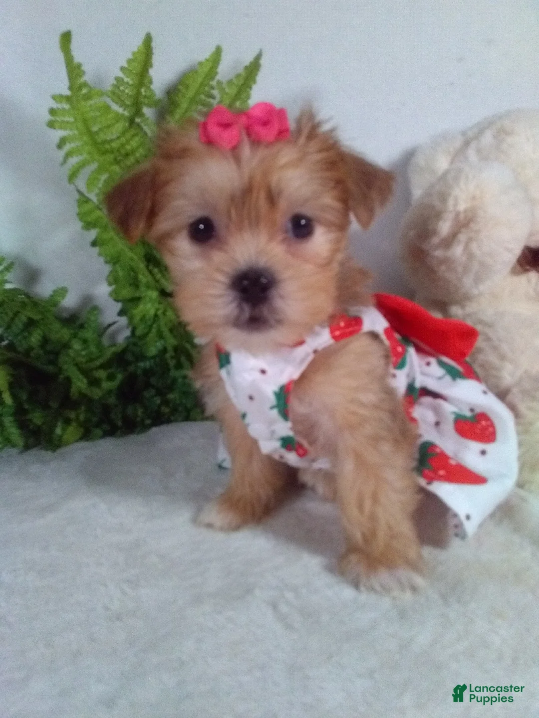 Shorkie dogs for sale: Pumpkin - Ad 1