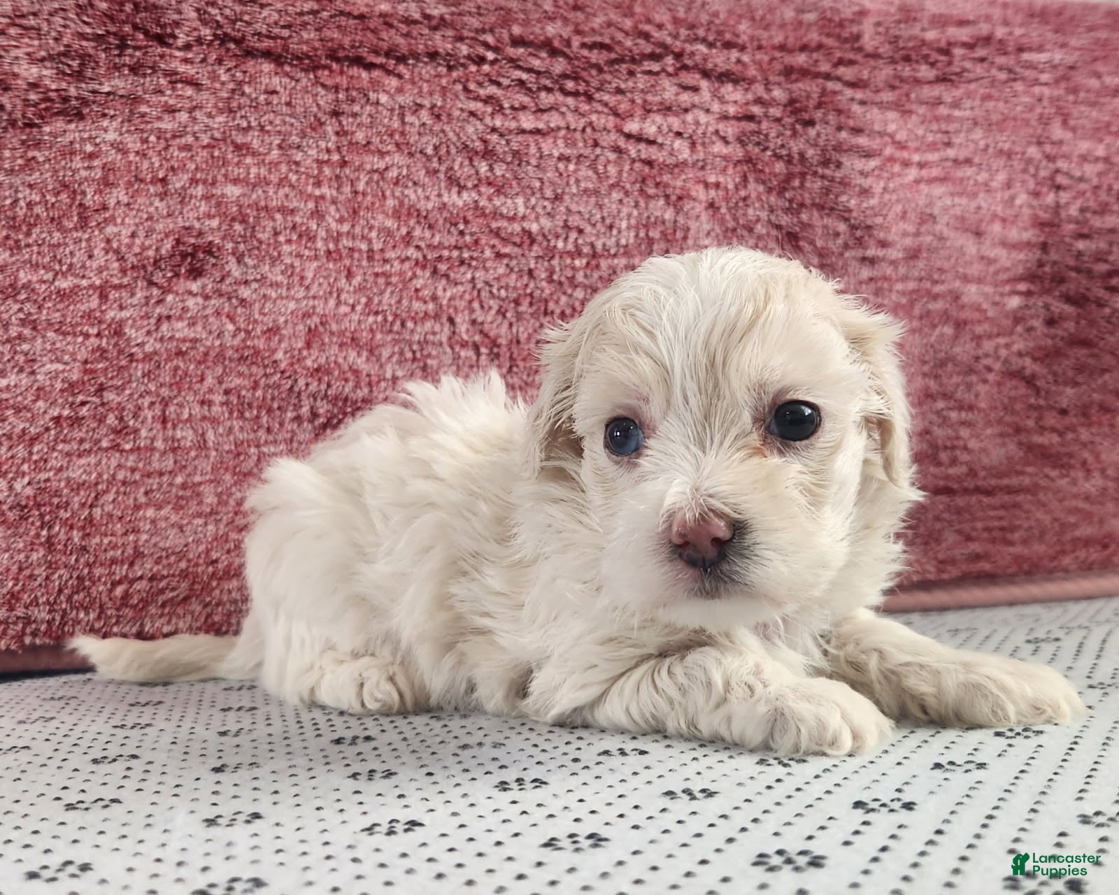 Maltipoo dogs for sale: Gabby - Ad 2