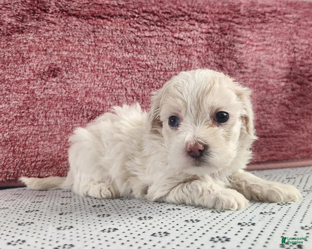 Maltipoo dogs for sale: Gabby - Ad 1