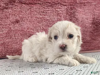 Maltipoo dogs for sale: Gabby - Ad 2