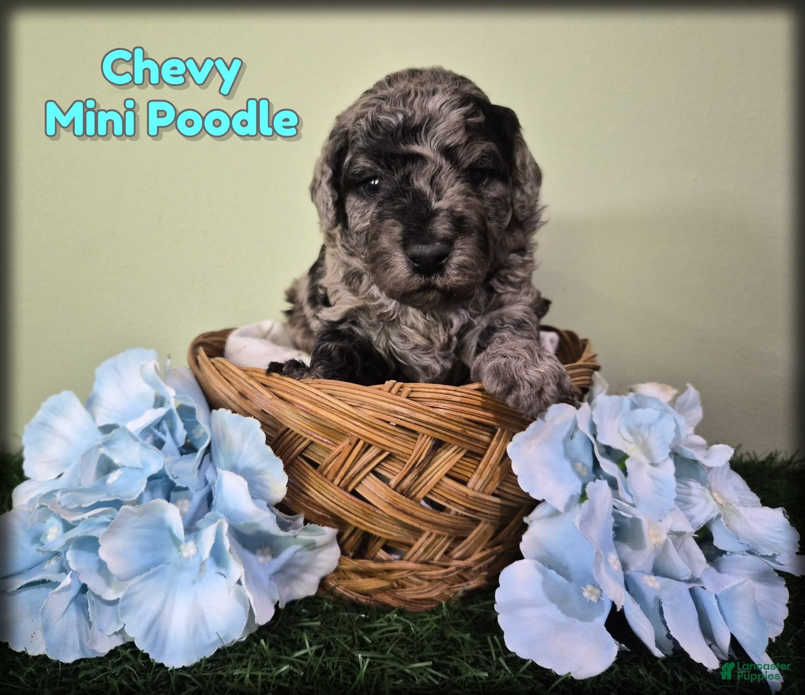 Miniature Poodle dogs Chevy - Ad 1