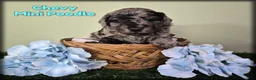 Miniature Poodle dogs for sale: Chevy - Ad 1