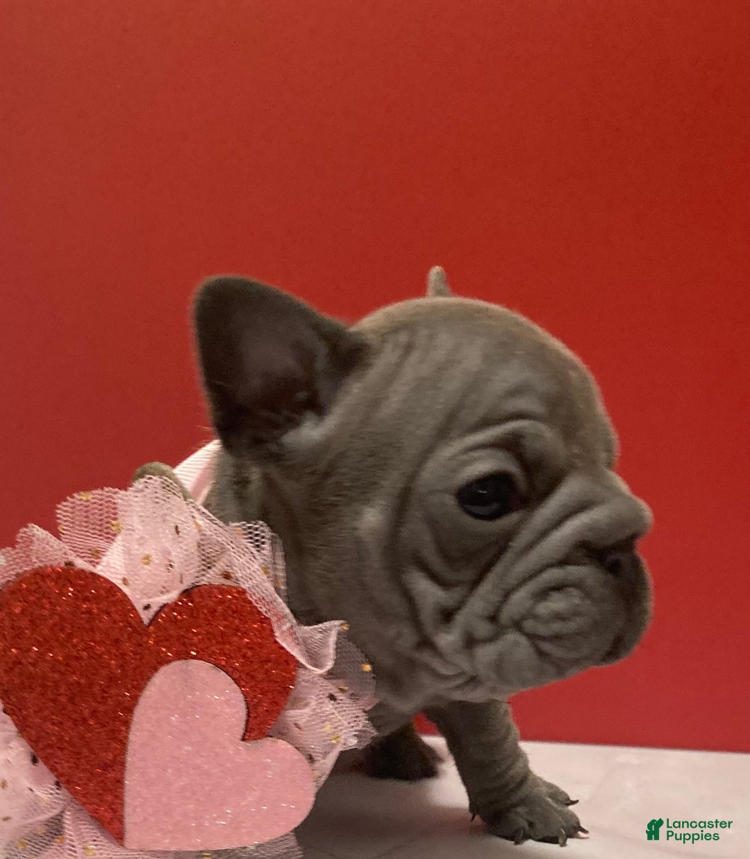 French Bulldog dogs for sale: Charlotte - Ad 2