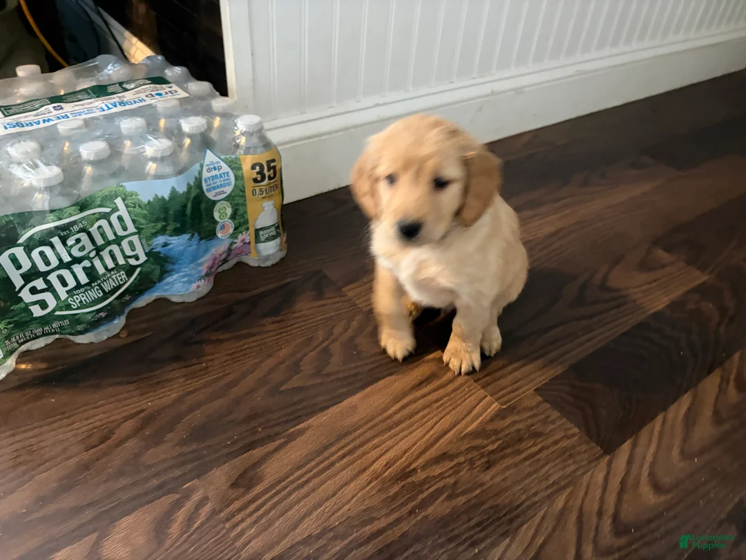 Mini Goldendoodle dogs for sale: Mini Goldendoodle Puppy 1 - Ad 2