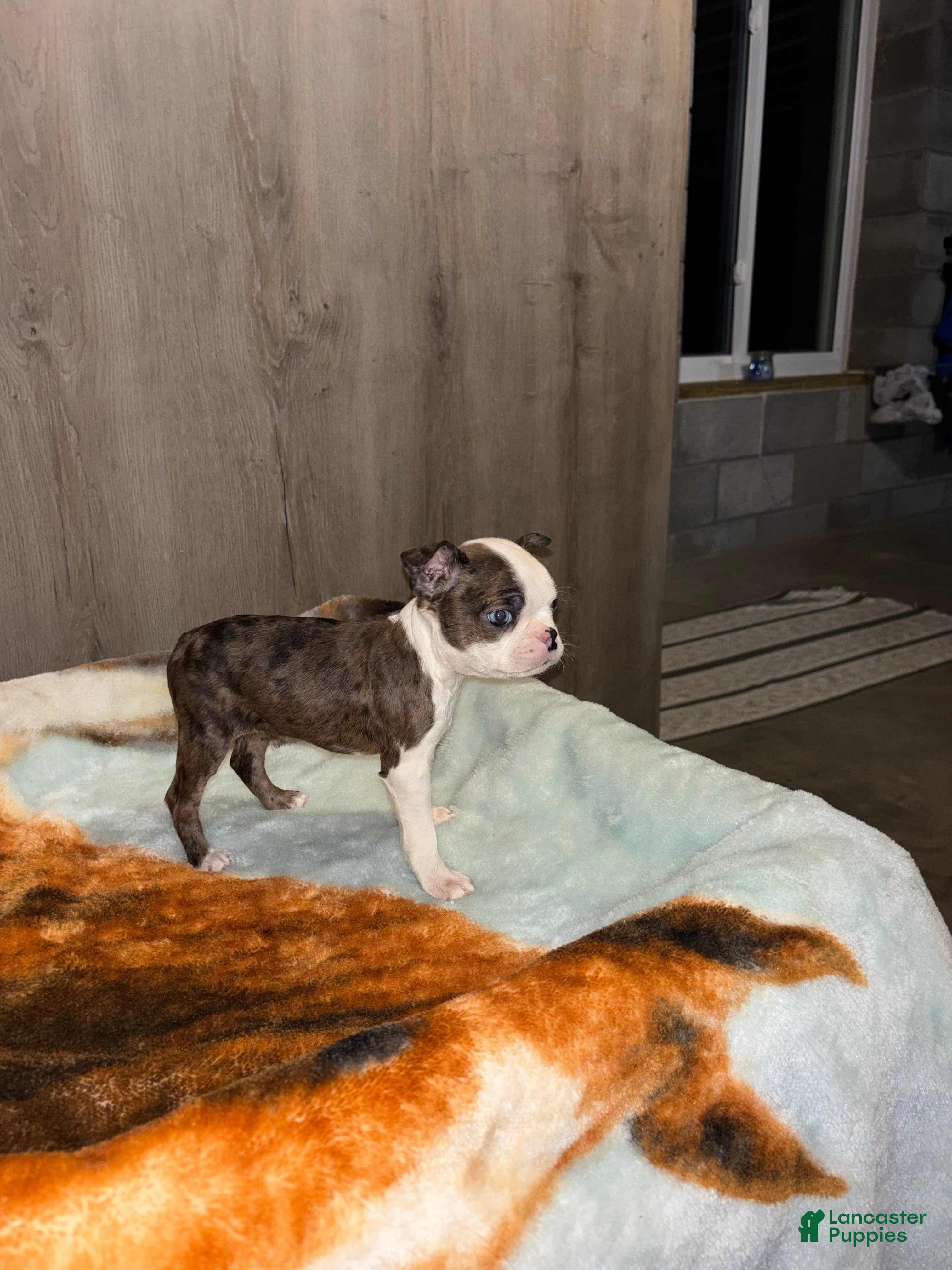 Boston Terrier dogs Ellie  - Ad 2