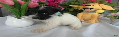Miniature Schnauzer 5 Wanda