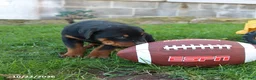 Rottweiler dogs for sale: Montana - Ad 4