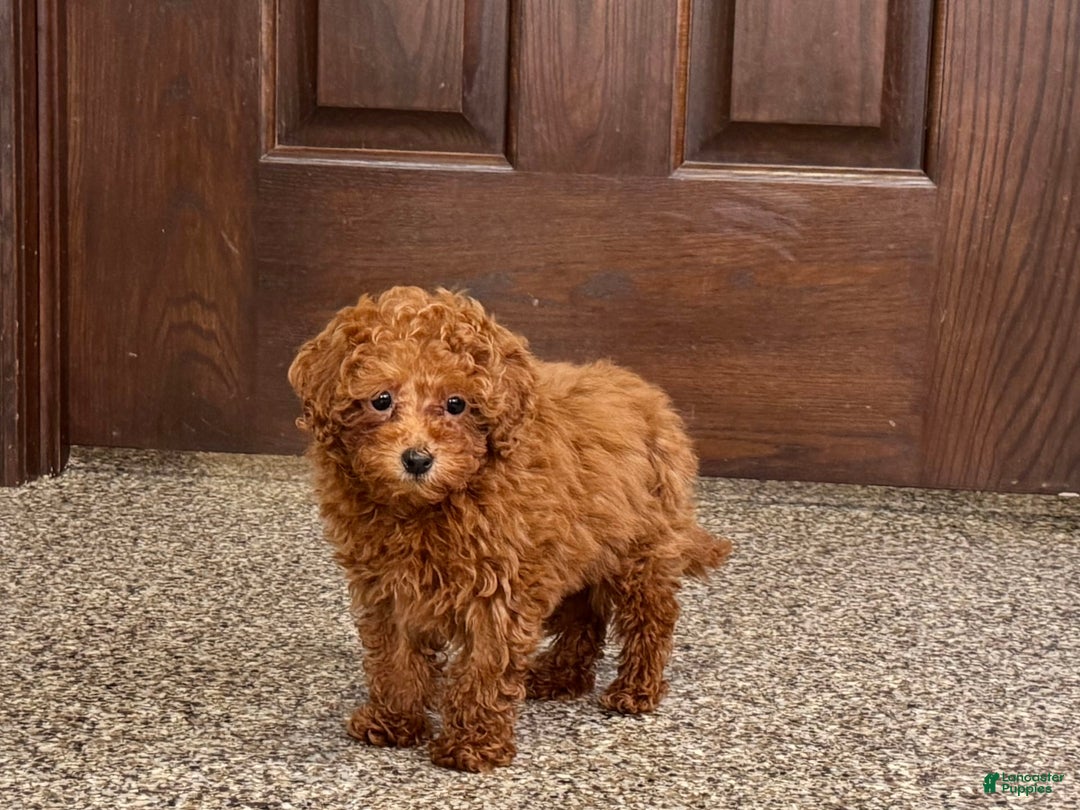 Maltipoo dogs for sale: Quinn - Ad 1