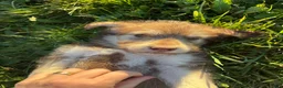 Huskipoo dogs for sale: Rolo - Ad 2
