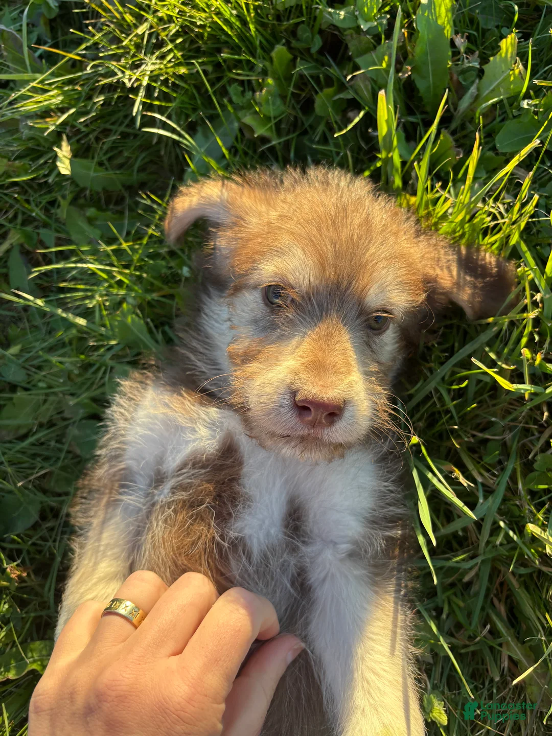 Huskipoo dogs for sale: Rolo - Ad 2