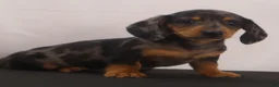 Dachshund dogs for sale: Rocky - Ad 12