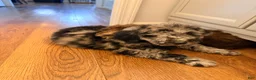 Standard Poodle dogs for sale: Standard Poodle 2 - Ad 8