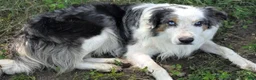 Border Collie dogs for sale: Border Collie 1 - Ad 9